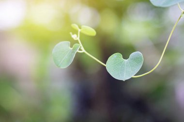 Kalp şeklindeki yeşil yaprağın yakın plan fotoğrafı arka planda ve bahçede güneş ışığı. Mesaj için yer var. Aşk ve doğa kavramı.