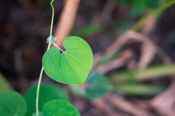 Foto Primo Piano Forma Cuore Foglia Verde Sullo Sfondo Della — Foto Stock