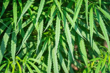Açık hava marihuana çiftliğinde yetişen kenevir bitkisinin yakın çekimi. Marihuana yapraklarının dokusu. Tıbbi amaçlı esrar tarlası kavramı.