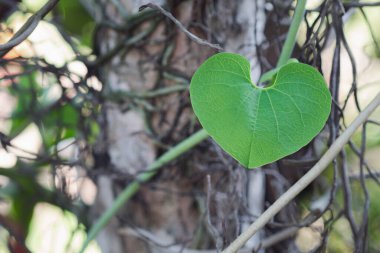 Bahçenin arka planında kalp şeklinde yeşil yaprak var. Mesaj için yer var. Aşk ve doğa kavramı.