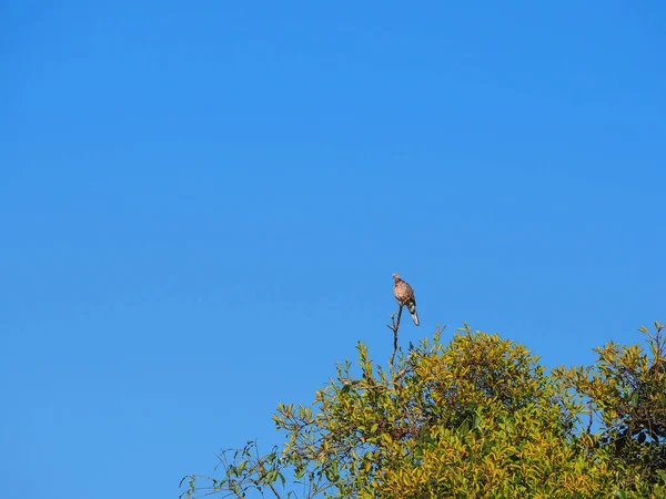 Petits Oiseaux Sur Arbre Vert Avec Fond Bleu Ciel Espace — Photo