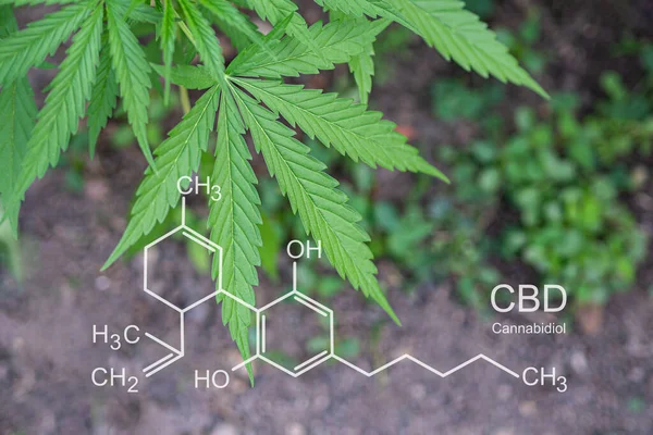 生长在室外农场的大麻植物 大麻叶的质地与Cbd公式 大麻酚 的图像相吻合 医疗用大麻种植概念 — 图库照片