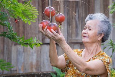 Bahçede dikilirken ağaca gülümseyen ve olgun nara (Punica granatum) dokunan son sınıf öğrencisi kadın. Nar meyvesi faydalıdır. Yaşlılar ve sağlıklı meyveler kavramı.
