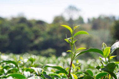 Çay çiftliğindeki yeşil çay yapraklarının yakın çekimi. Metin için boşluk.