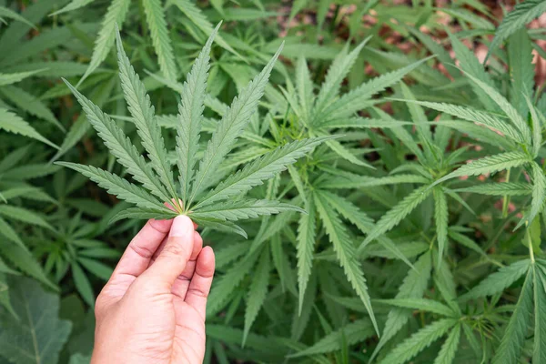 Close Hand Woman Holding Cannabis Leaf Outdoor Farm Texture Marijuana — Stock Photo, Image