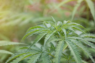 Açık hava çiftliğinde yetişen kenevir bitkisinin yakın çekimi. Marihuana yaprakları. Tıbbi amaçlı esrar tarlası kavramı.