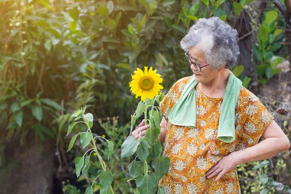 Portrait of an elderly woman with short gray hair wearing glasses and looking at a sunflower while standing in a garden. Concept of age people and relaxation.