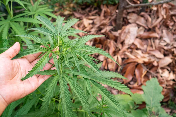 Primer Plano Planta Cannabis Que Crece Granja Aire Libre Textura — Foto de Stock