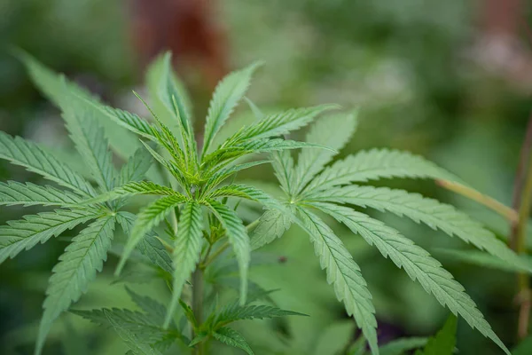 Primo Piano Della Coltivazione Piante Marijuana Nella Fattoria Della Cannabis — Foto Stock