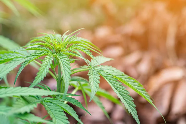 Primo Piano Della Coltivazione Piante Cannabis Nella Fattoria Della Marijuana — Foto Stock