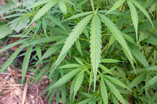 Крупный план выращивания марихуаны на открытой ферме. Текстура листьев марихуаны. Концепция плантации конопли для медицины.