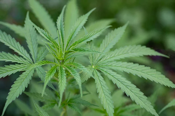 Primo Piano Della Coltivazione Piante Cannabis Nella Fattoria Della Marijuana — Foto Stock