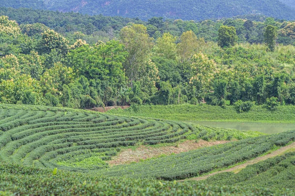 Landscape beautiful of the tea plantations with forest and mountains background. Space for text.