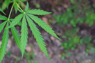 Açık hava marihuana çiftliğinde yetişen kenevir bitkisinin yakın çekimi. Marihuana yaprakları. Tıbbi amaçlı esrar tarlası kavramı