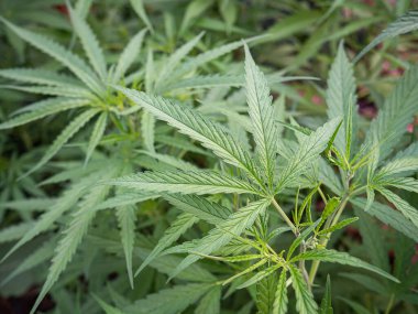 Açık hava marihuana çiftliğinde yetişen kenevir bitkisinin yakın çekimi. Marihuana yaprakları. Tıbbi amaçlı esrar tarlası kavramı.