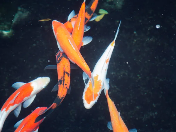Renkli Dekoratif Koi Balığı Sakin Gölet Suyunda Süslü Sazan Balığı — Stok fotoğraf