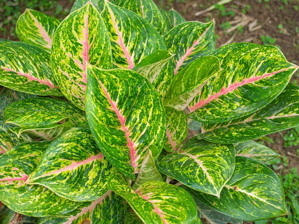 Vue Dessus Aglaonema Une Des Plantes Intérieur Les Colorées Aglaonema — Photo