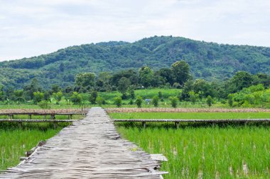 Kırsal yeşil pirinç tarlaları ve arka planda dağlar ve gökyüzü olan bambu köprüsü. Mesaj için yer var. Tarım kavramı