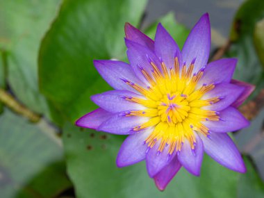 Mor nilüfer çiçeğinin yakın çekimleri, doğa arka planıyla birlikte saksıda çiçek açıyor.