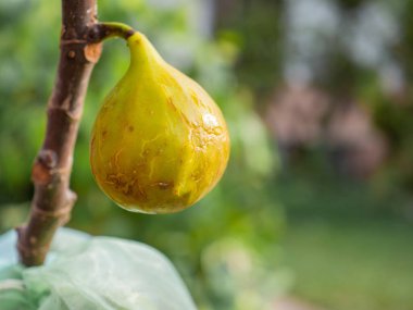 Bir dalda olgunlaşmış incir meyvesinin yakın plan fotoğrafı. Vitamin meyvesi. Mesaj için yer var. Sağlıklı meyve kavramı