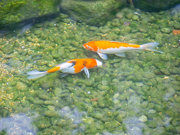 Renkli Dekoratif Koi Balığı Veya Sakin Gölet Suyunda Yüzen Süslü — Stok fotoğraf