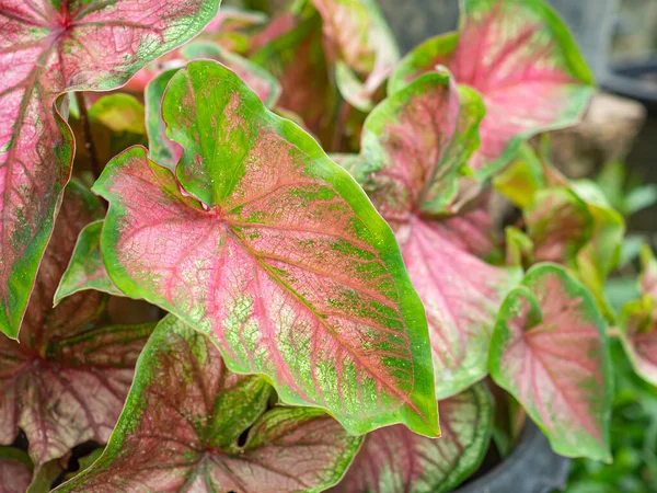 Caladium Bicolor Yang Indah Atau Queen Leafy Plants Garden Berwarna — Stok Foto