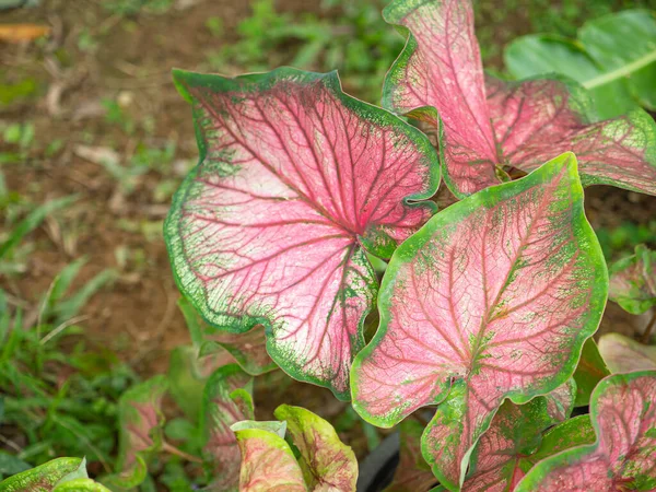 Hermoso Caladio Bicolor Reina Las Plantas Frondosas Jardín Colorido Hojas — Foto de Stock