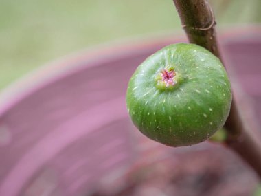Bir dalda olgunlaşmamış incir meyvesinin yakın plan fotoğrafı. Vitamin meyvesi. Mesaj için yer var. Meyve kavramı sağlıklı.