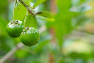 Yeşil yapraklı bir daldan sarkan olgunlaşmamış yeşil kirazların yakın çekimi. Mesaj için yer var. Tatlı organik meyveler. Sağlıklı meyve kavramı