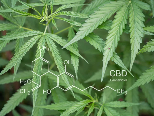 大麻植物生长在室外大麻农场 大麻叶的纹理与Cbd公式 大麻酚 的图像 医疗用大麻种植概念 — 图库照片