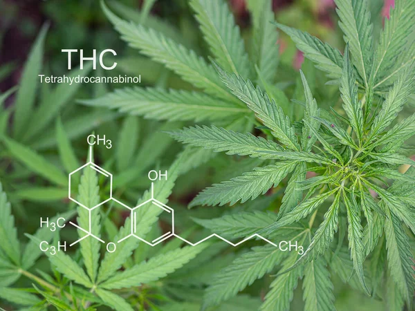 Beltéri Kannabiszfarmon Termesztett Marihuána Növény Közelsége Marihuána Textúrája Thc Tetrahidrokannabinol — Stock Fotó