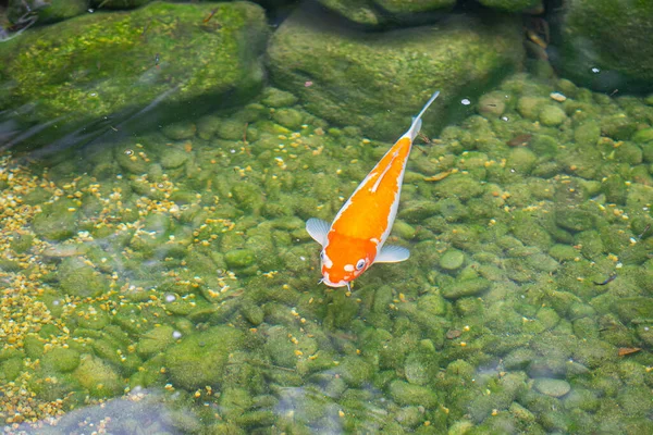 Tek Renkli Koi Sazan Balığı Sakin Gölet Suyunda Süslü Sazan — Stok fotoğraf