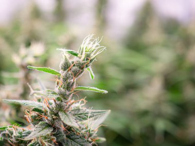 Olgun kenevir bitkileri bir serada hasat için hazırdır. İçeride tıbbi marihuana.