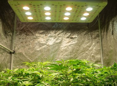 Serada küçük çaplı marihuana ticareti. Ticari kenevir işi. Yasal marihuana bitkileri. Tıbbi ve iş için esrar tarlası kavramı