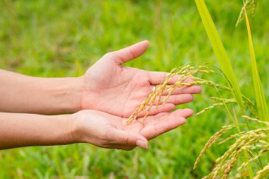 Çeltik tarlasında genç pirinçlere nazikçe dokunan eller. Tarım