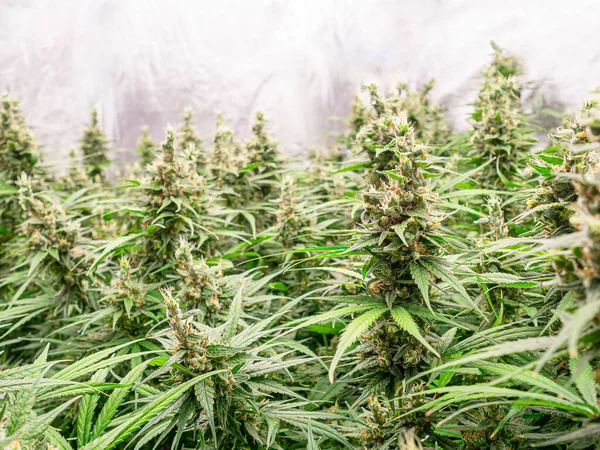 Olgun kenevir bitkileri bir serada hasat için hazır..