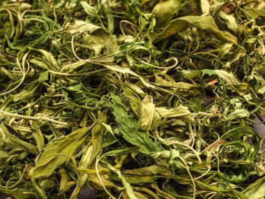 Kuru kenevir yaprağı çayının en üst görüntüsü. Marihuana yaprakları.