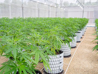 Ticari kenevir işi. Serada büyük çaplı marihuana ticareti. Yasal kenevir bitkileri. Tıbbi ve iş için marihuana tarlası kavramı