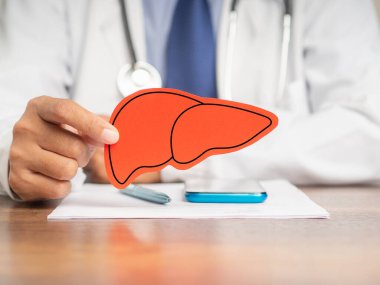 Bir doktor hastanede otururken karaciğer şeklinde bir sembol tutuyor. Yakın plan fotoğraf. Tıbbi ve sağlık hizmeti kavramı