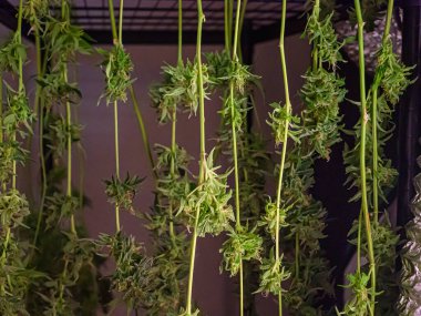 Kenevir çiçeği içeride kurumak için asılır. Marihuana bitkileri hasat edildi. Tıbbi ve iş için marihuana tarlası kavramı