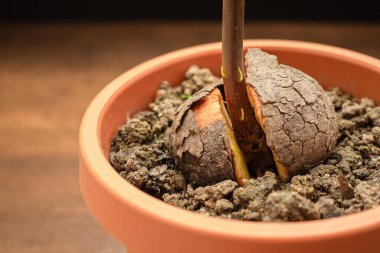 Ahşap bir masada saksıya ekilmiş Makro filiz avokado tohumu. Yakın plan fotoğraf. Sağlıklı meyve kavramı