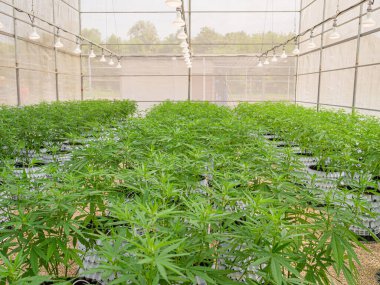 Ticari kenevir işi. Serada büyüyen marihuana ticareti.