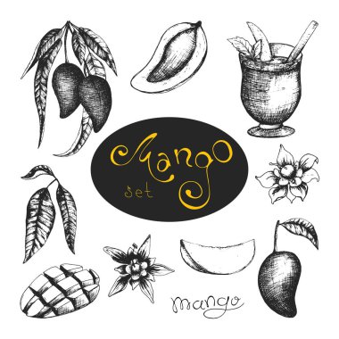 Elle çizilmiş botanik illüstrasyonlu hisse senedi vektörü Tayland mangoları. İşlenmiş mangolar, yapraklar, smoothie ve çiçekler. Egzotik tropikal vejetaryen meyveler. Pazar, kafe, smoothie restaurant menüsü, tekstil baskısı için kullan