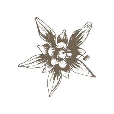 Stock vektör eli Tayland mango çiçeğiyle çizilmiş. Kabartmalı yapraklı egzotik tropikal çiçek tomurcuğu. Pazar, kafe, smoothie restaurant menüsü, tekstil baskısı için kullan