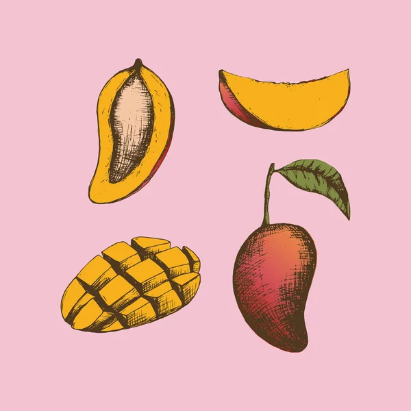 Ilustrasi Vektor Saham Dengan Buah Mangga Templat Kreatif Dengan Tangan - Stok Vektor