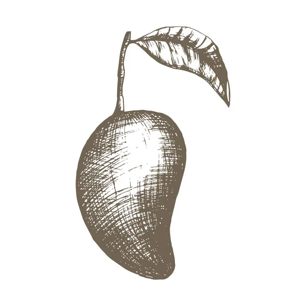 Illustrazione Botanica Vettoriale Disegnata Mano Con Frutto Mango Tailandese Mango — Vettoriale Stock