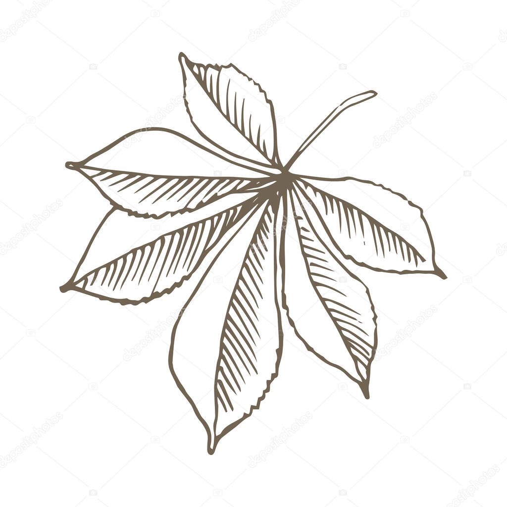 Stock vector hand drawn botanical illustration with a Fatsia japonica leaf. One elegant tropical engraved glossy-leaf paper plant. Use for card design, posters, textile bag print