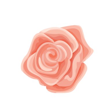 Yumuşak pembe bir gül çiçeğinin vektör çizimi. Etiketler, kartlar ve düğün davetiyeleri için taçyaprakları olan eski püskü bir çiçek kafası.