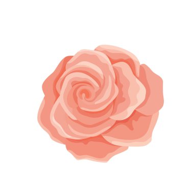 Yumuşak pembe bir gül çiçeğinin vektör çizimi. Sevgililer günü ya da düğün için kart ve davetiye için Bud