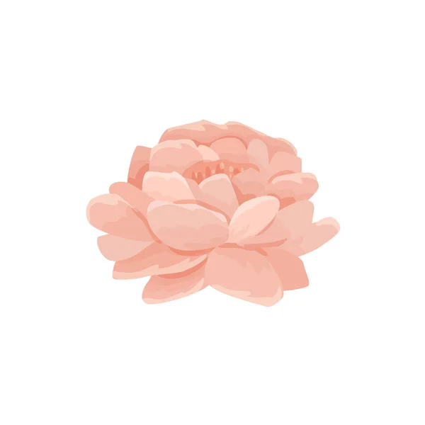 一个柔和的粉色牡丹花的矢量图解 装饰卡片和邀请函 网站或花卉和植物商店的按钮 — 图库矢量图片
